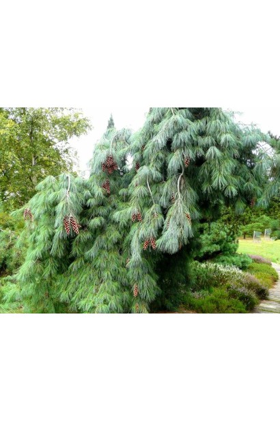 Висота сосни веймутової Пендула